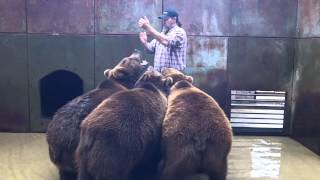 BEAR TRAINER GETS EATEN ALIVE