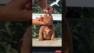 Before And After Animals Transformation🔥🔥🔥#shorts #animals #viralshorts