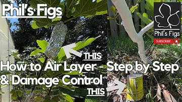 How to Air Layer A Fig Tree Step by Step and Recover a Damaged Fig Tree for the Rest Growing Season!