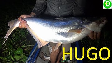 43  Giăng Câu Dính Cá Tra Khủng - Cá HUGO ( phần ll ) l Đất Phương Nam