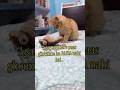 Cherry ke ghumne ka STYLE thoda CASUAL hai🤣😂 #ytshorts #cat #viral #funny #trending #shorts