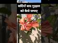 सर्दियों के बाद गुड़हल को कैसे जगाए | How to revive hibiscus after winter