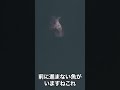 この生物の名前を教えてください【限界集落で無職になる】