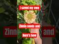 Saving your own zinnia seeds #seedsaving #gardening #garden