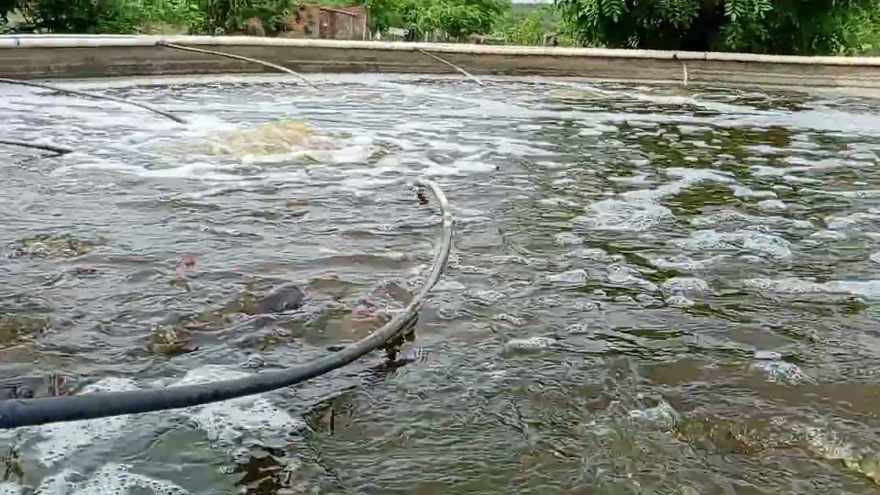 Seu roque colocando ração pra os peixes 🐟🐠 depois da chuva 🙏☂️