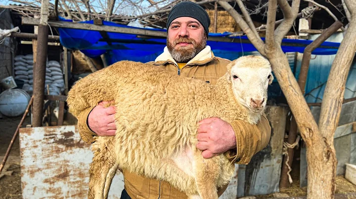 Pilaf Cooked Inside A Whole Sheep in The Oven! An Incredible Way to Serve A Dish - DayDayNews