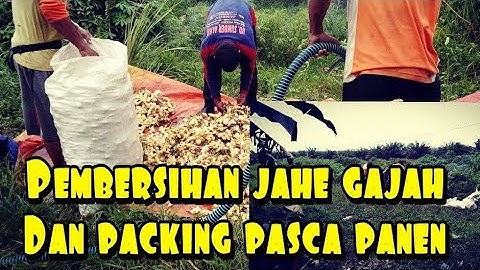 Pencucian dan packing jahe gajah