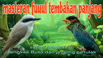 Fuuul tembakan jingjing petulak dan Tengkek Buto 🔥🔥🔥