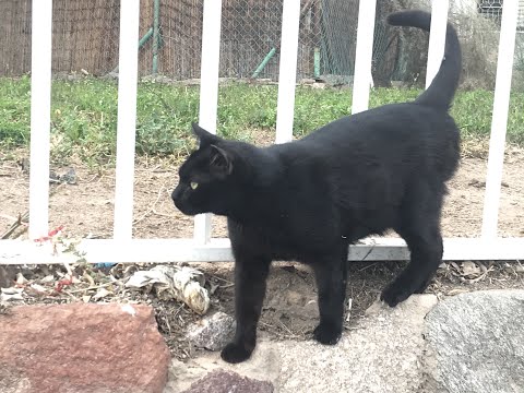 Video: Eine Geschichte über Die Rache Einer Schwarzen Katze - Alternative Ansicht