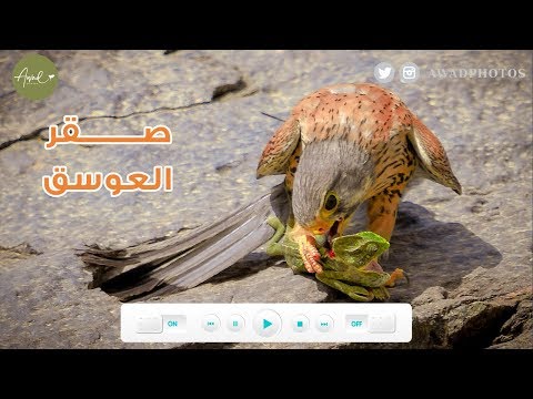 صقر العوسق
