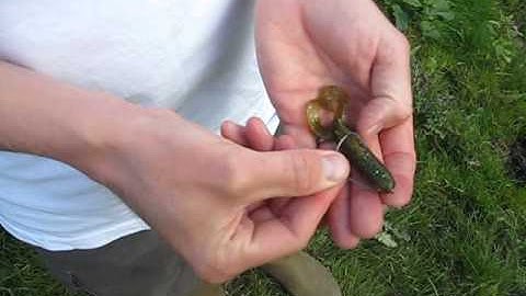 Offset Worm Hook Rigging Demo