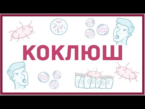 Видео: Кто болеет коклюшем?