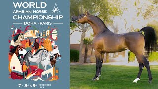 نهائيات بطولة العالم لجمال الخيل العربي الأصيل قطر 2023 | World Arabian Horse Championship Qatar2023