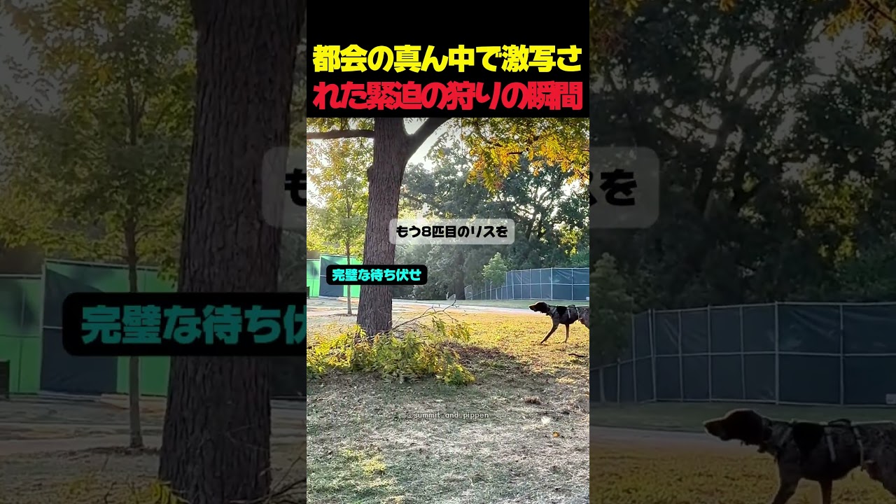 ドッグランで狩猟本能が爆発したワンちゃん？