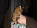 チャイさんの暮らし㉖。#保護猫