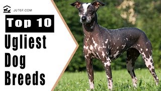 World's Ugliest Dog - Top 10 Ugliest Dog Breeds in the World