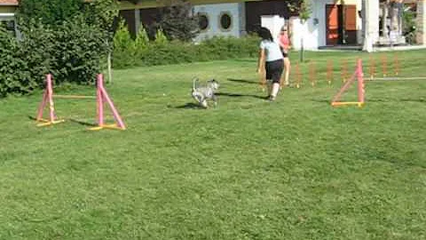 mandy agility