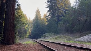Video thumbnail of "Five Hundred Miles - Henry Cowell 紅木州立公園"