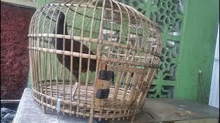 suara khas ayam hutan hijau masih muda || green junglefowl