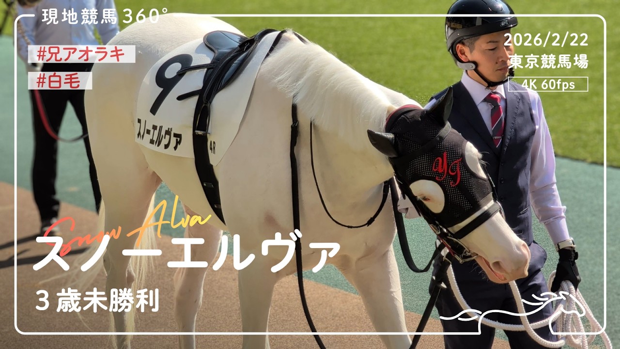 スノーエルヴァ｜3歳未勝利 パドック/レース｜2026/2/21 東京競馬場｜4K/60fps
