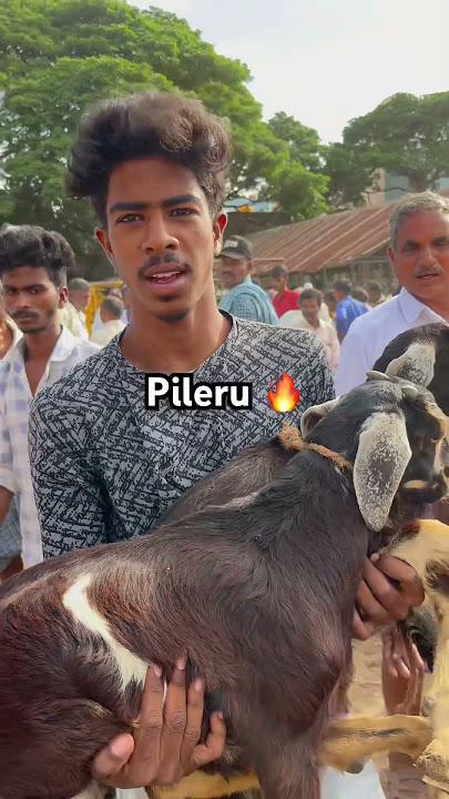 #sheep #goat #remix #music