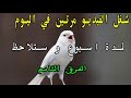 تغريد الكناري قوي لتحفيز الطيور على التغريد و تهييج الاناث