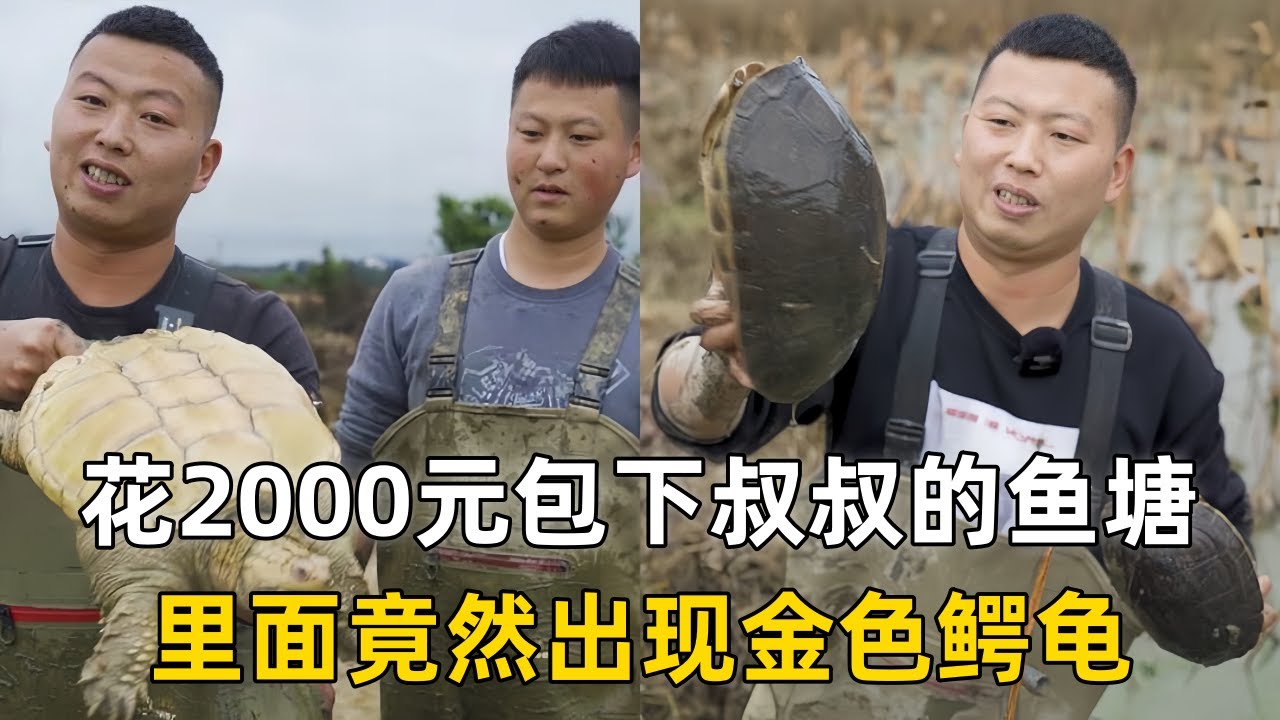 小飞哥花2000元包下叔叔的鱼塘，里面竟然出现金色鳄龟？｜在甲鱼塘旁边的荒废荷花塘找甲鱼，抓到的甲鱼一人一半！