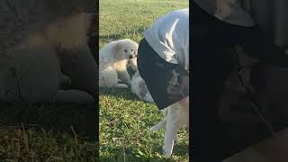 Precious Playful Puppies Playing With Two Kids