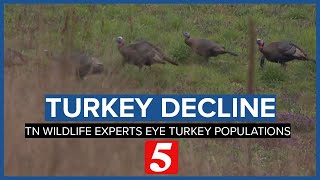 Tennessee trying to determine reasoning for turkey population decline. You can help.