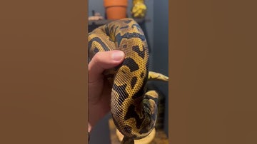 Acid gene is hands down one of my faves. #shorts #snake #pets #animals #python