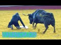 ✅2023 VALENCIA 09 ESPECIAL Vacas FALLERAS