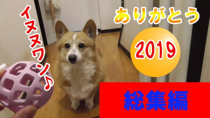 寝起きの驚きと顔がめっちゃ可愛い犬 コーギーチロ Youtube 寝起きの驚きと顔がめっちゃ可愛い犬 コーギーチロ Youtube