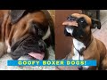 Goofy boxer dogs  cute and funny boxer dogs