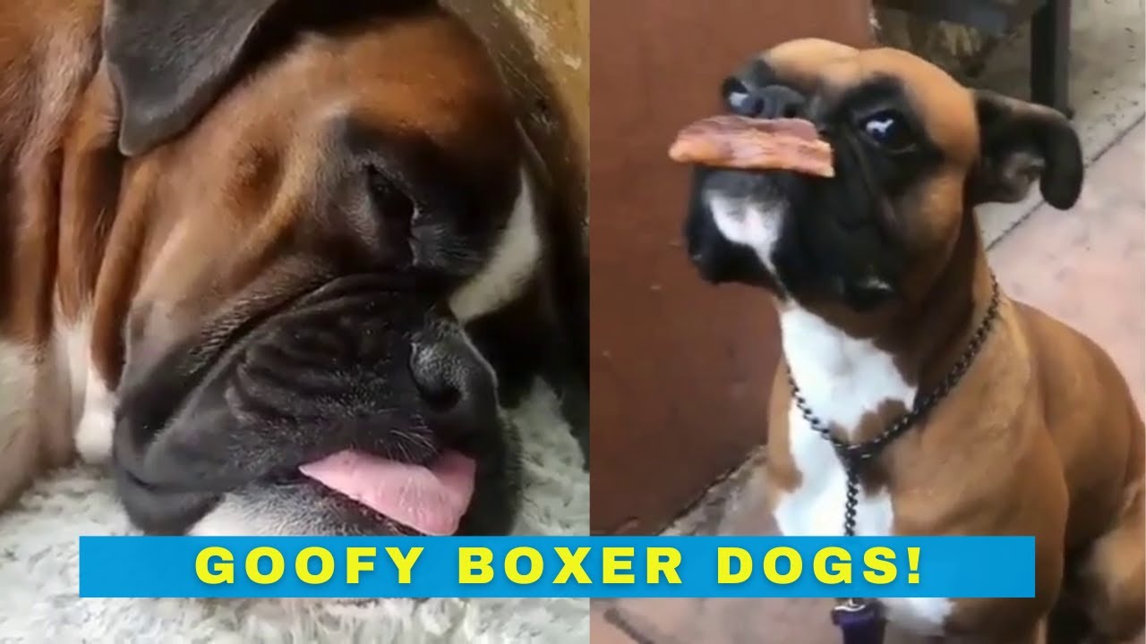 Deutscher Boxer 🐶 Die 10 wichtigsten Fakten dieser Hunderasse