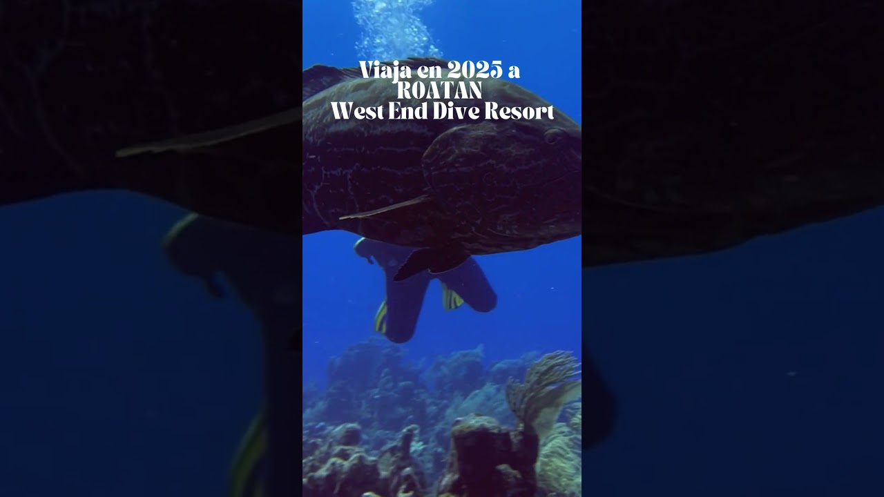 Viaja en 2025 a roatan West End dive resort