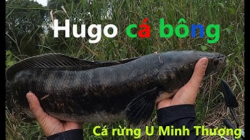 Lên em Hugo cá bông đầy cảm giác | Săn Hugo cá lóc đen U Minh Thượng (Tập 46) | #Doantuananh151