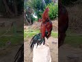 Adorable Red Shamo Rooster Sound Rooster Voice Birds Cock