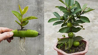 The Secret To Growing Guava By Cuttings With Bananas Growing Like Crazy