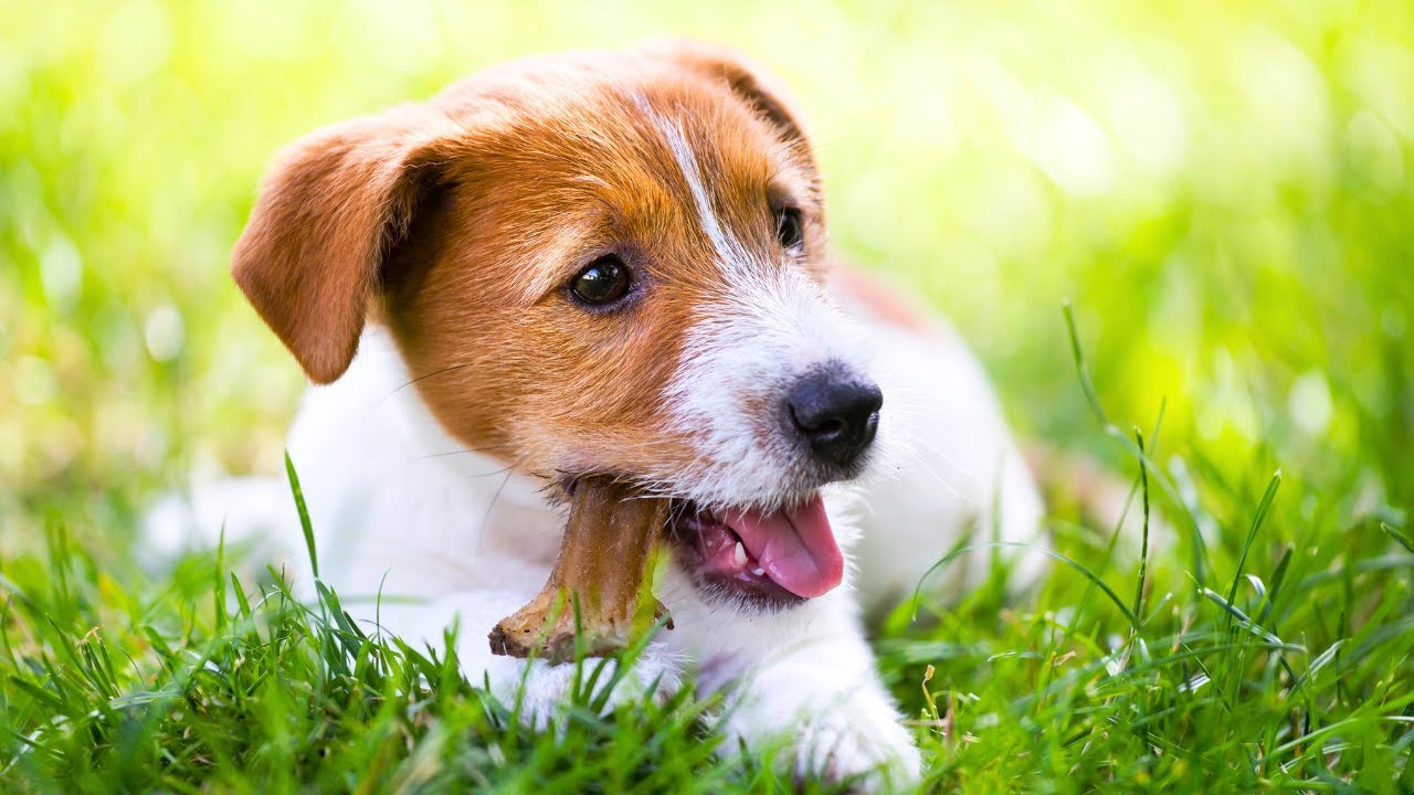 DOG TV –  Entertain Your Dog All Day Long with Calming Music for Stress Relief