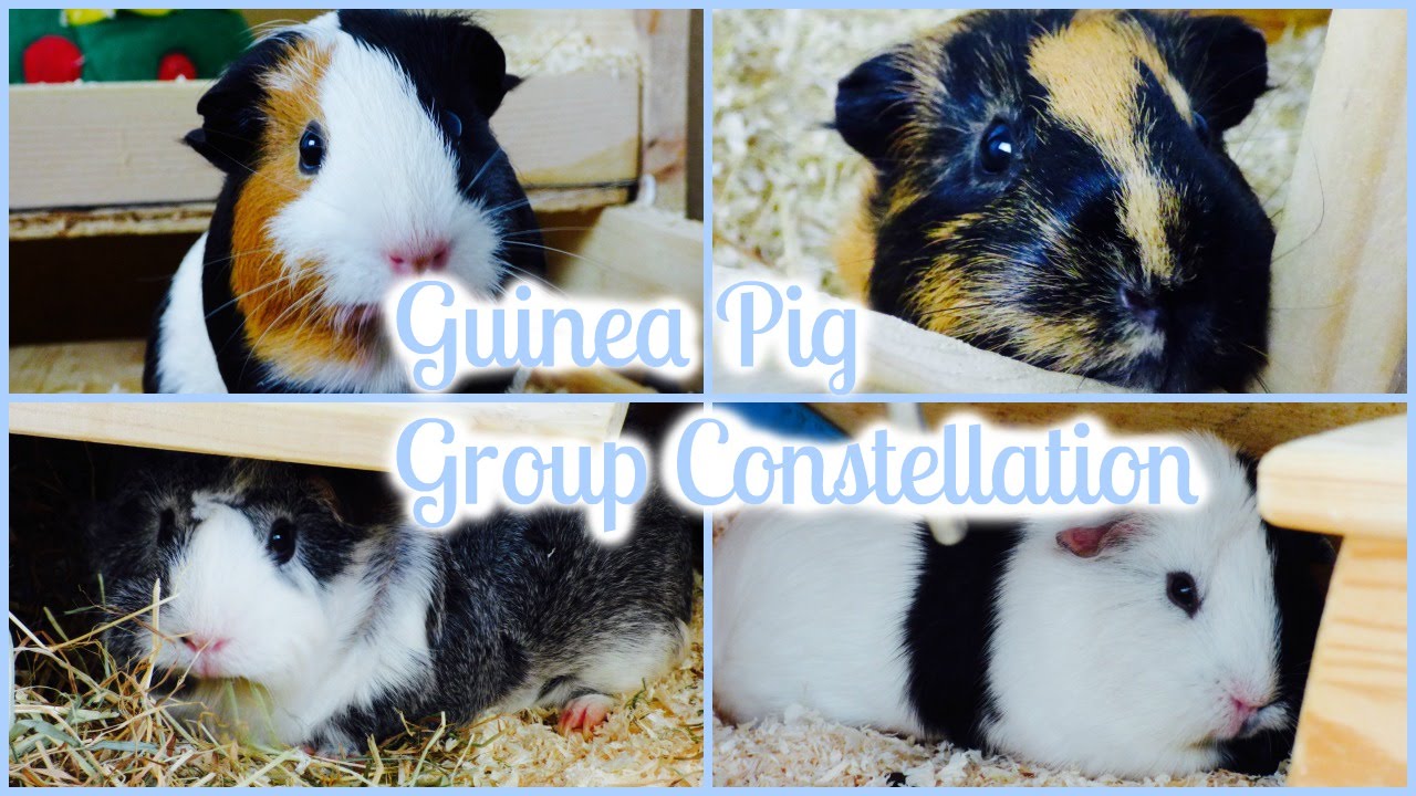 How to Find the Right Guinea Pig Group YouTube