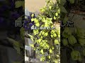 すぐ売り切れちゃう人気のクレマチス とマイガーデンツアー#ガーデニング #gardening #flowers #クレマチス#vlog