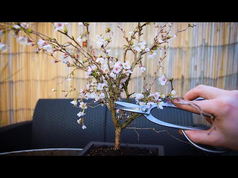 วีดีโอ: Tosca Pear Trees – เรียนรู้วิธีการดูแล Tosca Pear ในสวน