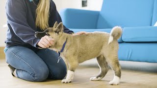 How to Stop Your Puppy Mouthing | The Battersea Way