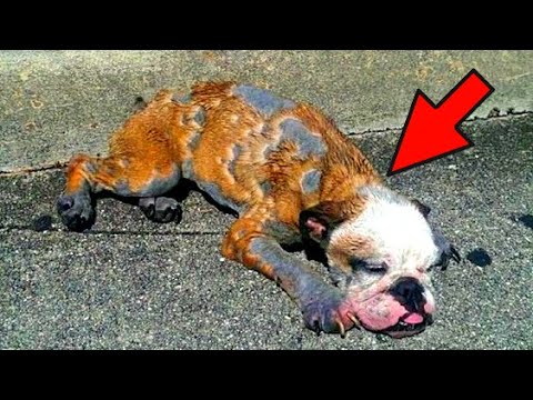 Video: Zastavte šteňa od skartovania pee pad