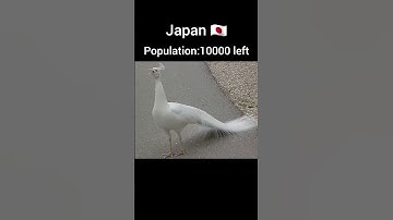 Thumbnail of Peacock population of each country #viralvideo #youtubeshorts