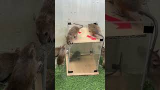 Best mouse trap idea/good rat trap at home #mousetrap #mousetrap2020