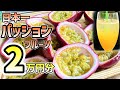 【パッションフルーツ】100％ジュースを日本一甘い奄美産パッションで作ってみた！