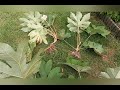 Tetrapanax  papyrifera steroidial giant  division par prlvement des rejets