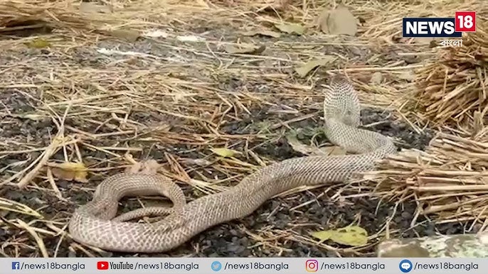 Ular sepkilli ayolni sikishadi Ular sepkilli ayolni sikishadi