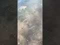 Nice smallie fight